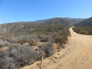 Looking forward on the trail