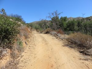 Hiking up to some woodland