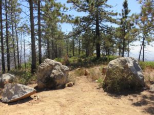 Group of pine trees still standing