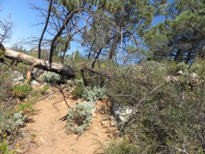 Downed tree along the use trail to the summit