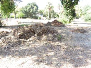 Some piles of leaves and such along the way that struck my curiosity