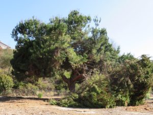 One tree I gazed at briefly along the paved loop