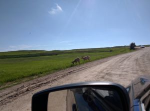 Big Horn Sheep