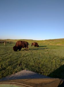 Buffalox2