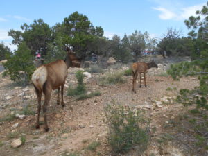 Elk along the South Rim