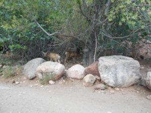 Mule Deer spotted near the watering station at Bright Angel Campground