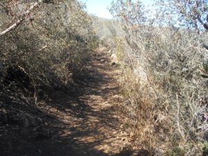 Plenty of shade on the Miner's Loop trail!