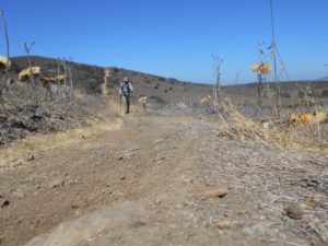 Walking through the desolation