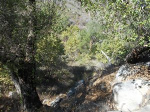 Looking down towards the dried up creek bed