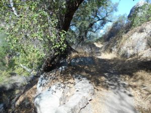 Wonderful shade in the canyon