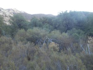 Approaching the oak woodland area