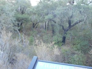 Looking into the oak woodland area, near a small kiosk offering education material about wildfiresThe area was burned severely by the the 2003 Cedar Fire, along with many other areas, so this offers great views of an ecosystem in recovery!