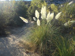 The vegetation through the hike just keeps changing