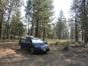 Campsite in forest