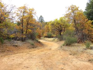 Trees with Yellowing Leaves around a dirt road