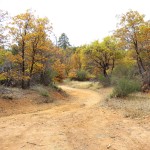 Trees with Yellowing Leaves around a dirt road